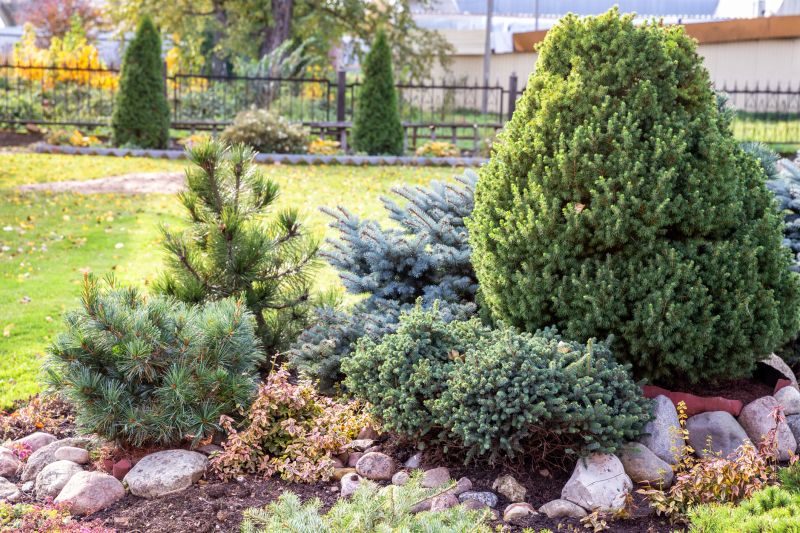 Evergreen Shrubs