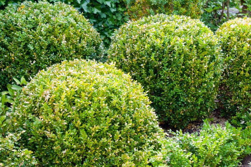 Naturalistic Shrub Arrangement