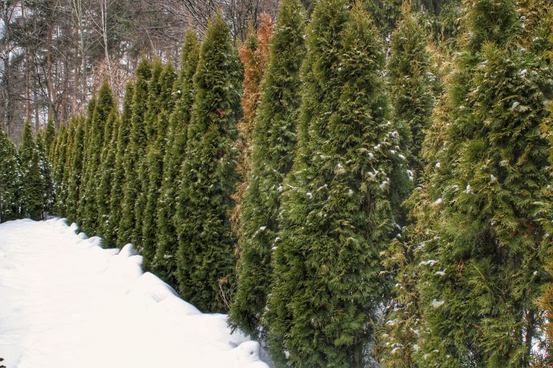 Winter Dormant Pruning