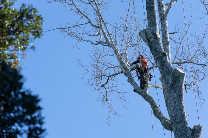 Tree Removal and Trimming Teams